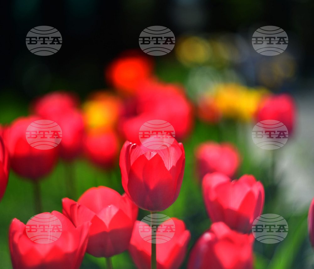 Село Голям Поровец - пролетни цветя - лалета