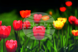 Село Голям Поровец - пролетни цветя - лалета