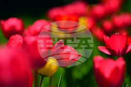 Село Голям Поровец - пролетни цветя - лалета