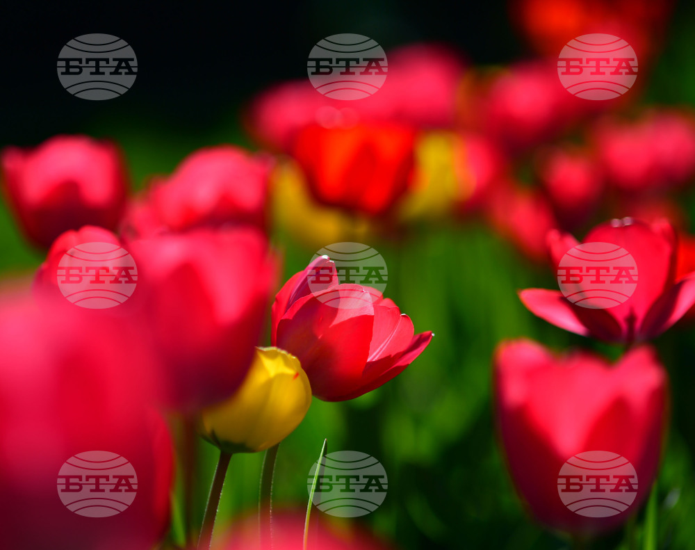 Село Голям Поровец - пролетни цветя - лалета