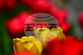 Село Голям Поровец - пролетни цветя - лалета