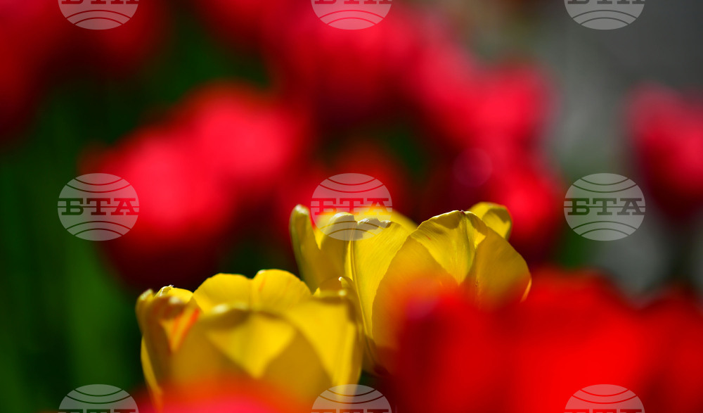 Село Голям Поровец - пролетни цветя - лалета