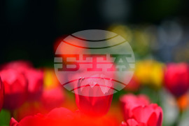 Село Голям Поровец - пролетни цветя - лалета