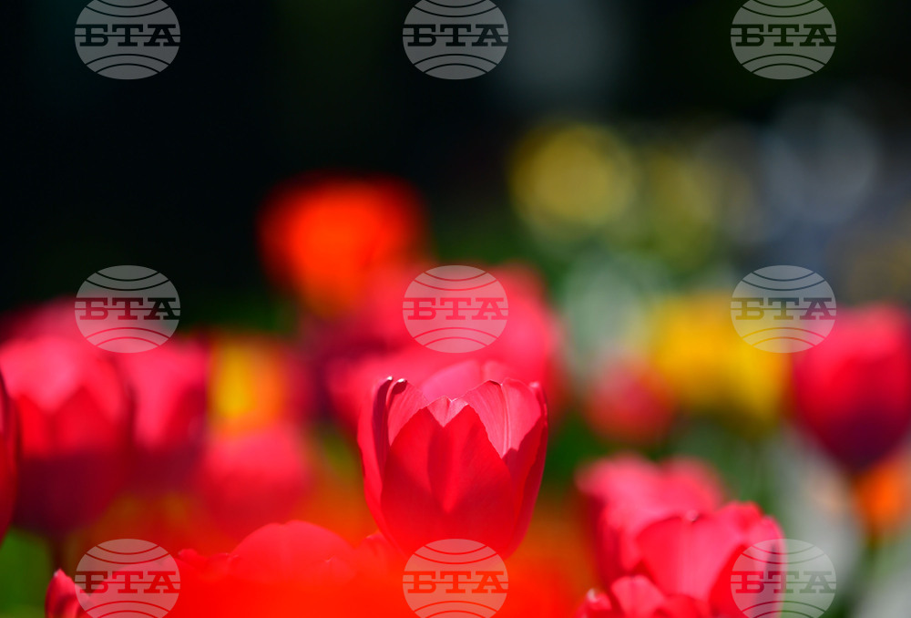 Село Голям Поровец - пролетни цветя - лалета