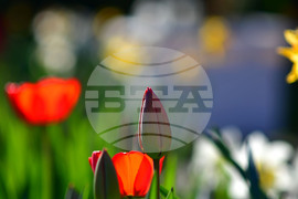 Село Голям Поровец - пролетни цветя - лалета