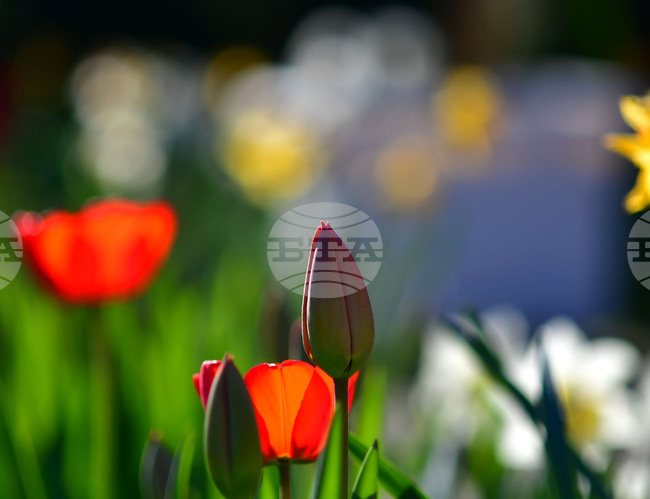 Село Голям Поровец - пролетни цветя - лалета