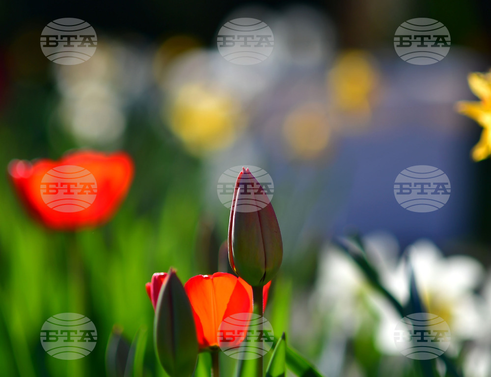 Село Голям Поровец - пролетни цветя - лалета