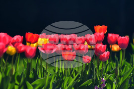 Село Голям Поровец - пролетни цветя - лалета