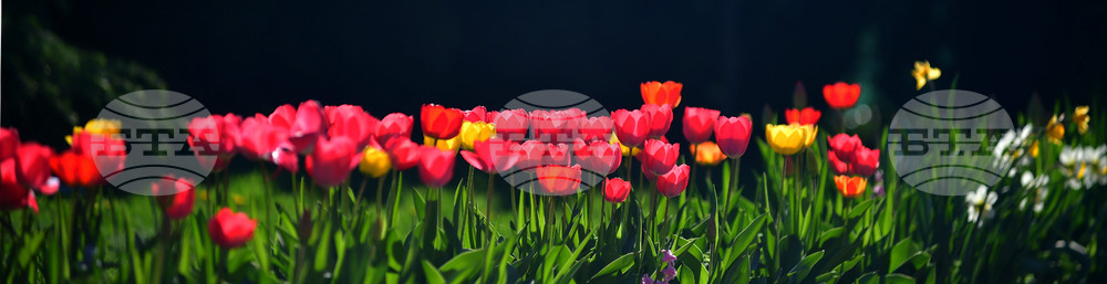 Село Голям Поровец - пролетни цветя - лалета