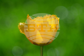 Село Голям Поровец - пролетни цветя - лалета