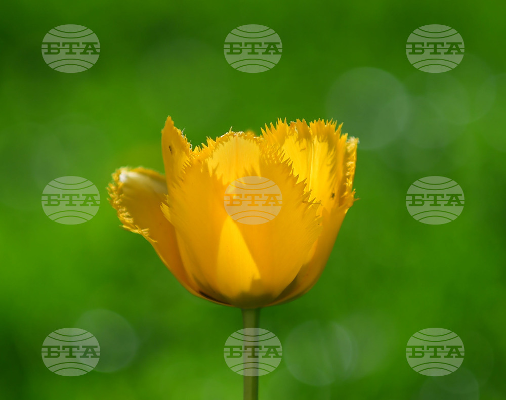 Село Голям Поровец - пролетни цветя - лалета