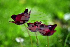 Село Голям Поровец - пролетни цветя - лалета