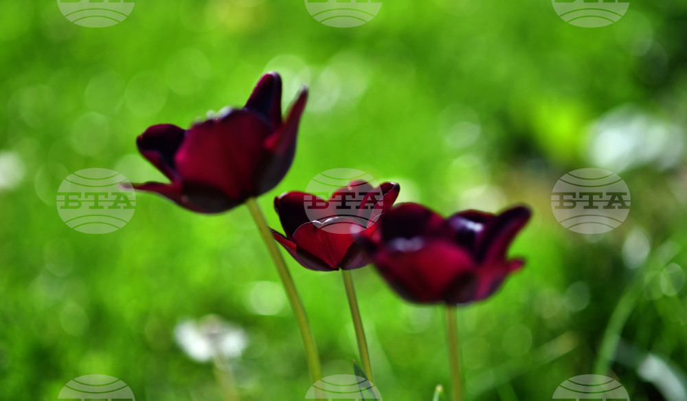 Село Голям Поровец - пролетни цветя - лалета