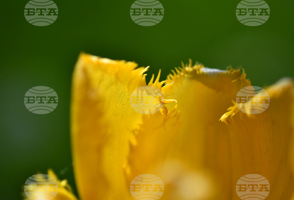 Село Голям Поровец - пролетни цветя - лалета