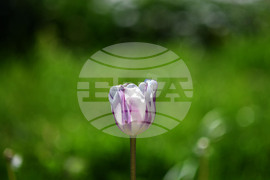 Село Голям Поровец - пролетни цветя - лалета