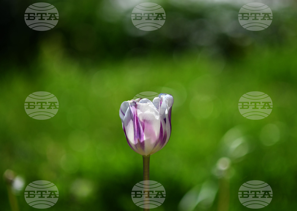 Село Голям Поровец - пролетни цветя - лалета