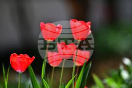 Село Голям Поровец - пролетни цветя - лалета