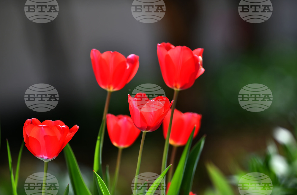 Село Голям Поровец - пролетни цветя - лалета