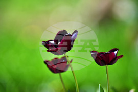 Село Голям Поровец - пролетни цветя - лалета