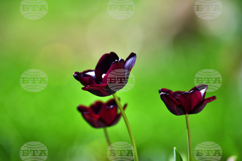 Село Голям Поровец - пролетни цветя - лалета