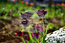 Село Голям Поровец - пролетни цветя - лалета