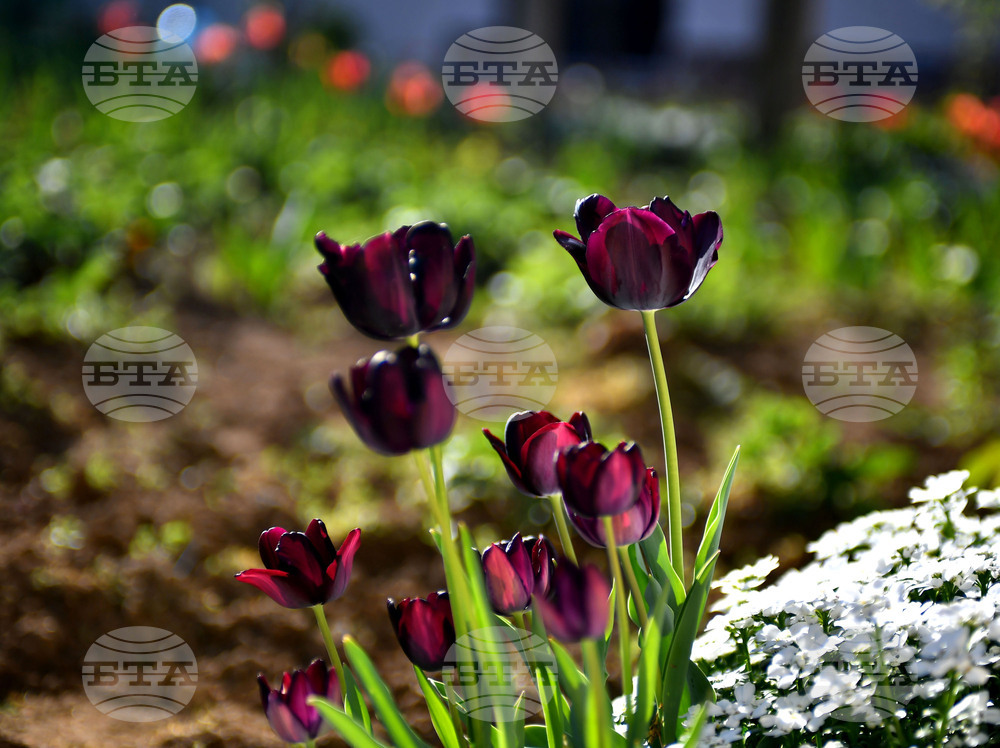 Село Голям Поровец - пролетни цветя - лалета