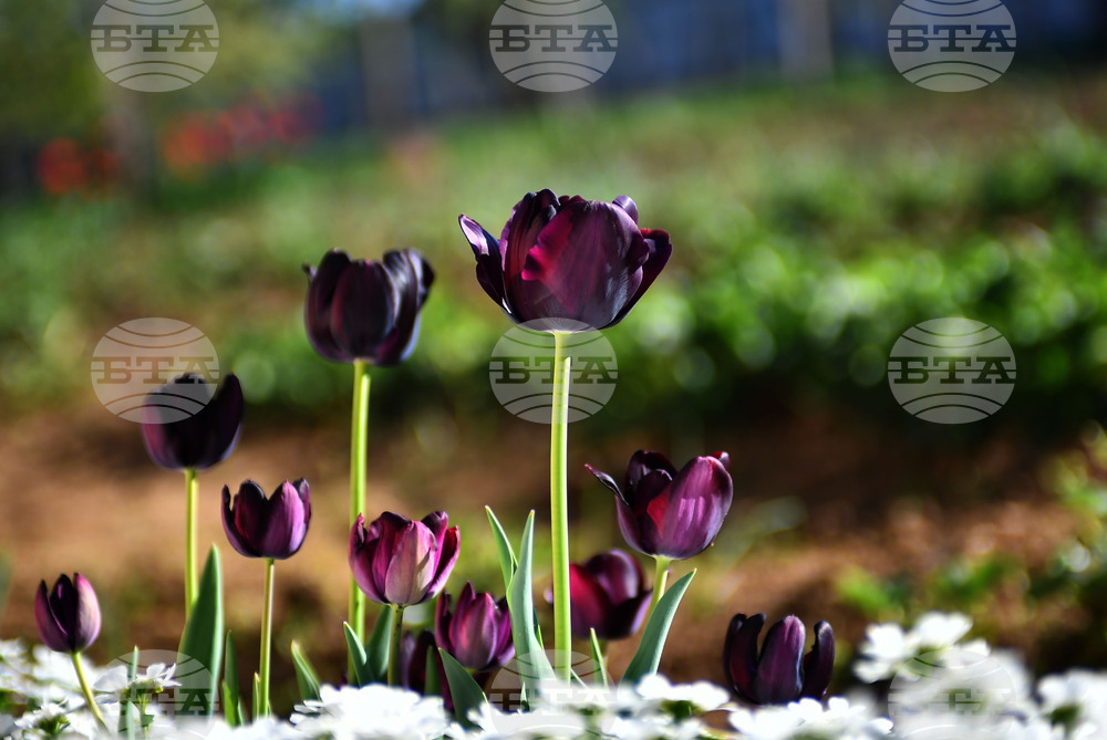 Село Голям Поровец - пролетни цветя - лалета