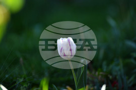 Село Голям Поровец - пролетни цветя - лалета