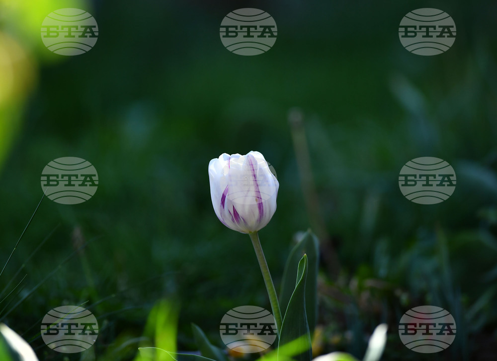 Село Голям Поровец - пролетни цветя - лалета