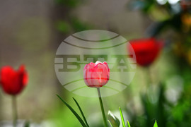 Село Голям Поровец - пролетни цветя - лалета