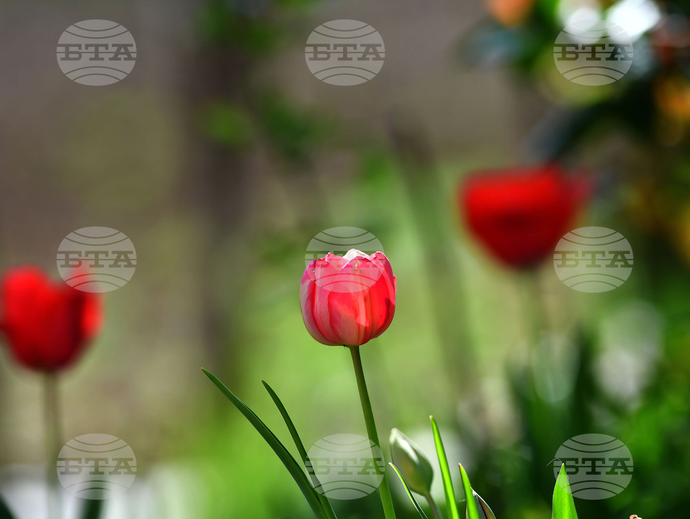 Село Голям Поровец - пролетни цветя - лалета