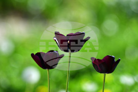 Село Голям Поровец - пролетни цветя - лалета