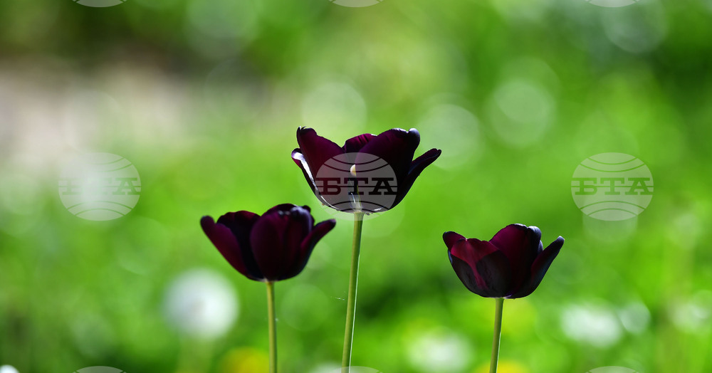 Село Голям Поровец - пролетни цветя - лалета