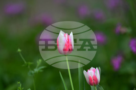 Село Голям Поровец - пролетни цветя - лалета