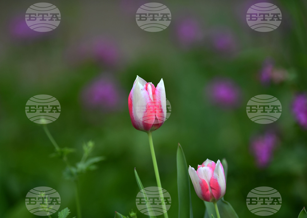 Село Голям Поровец - пролетни цветя - лалета