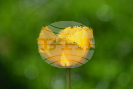 Село Голям Поровец - пролетни цветя - лалета