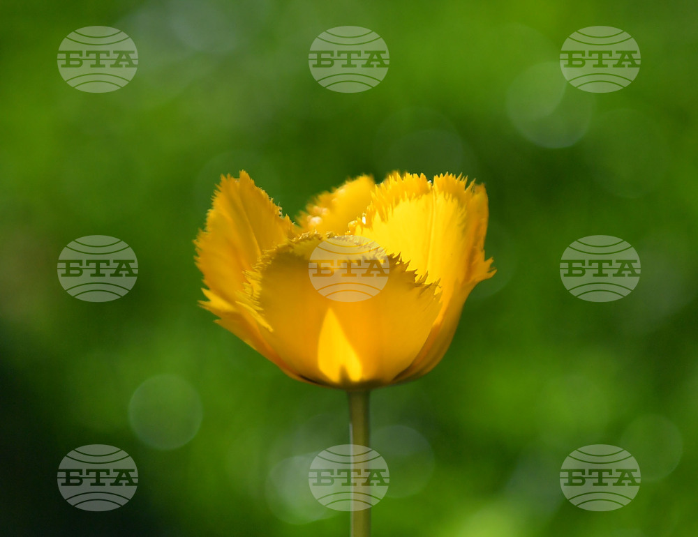 Село Голям Поровец - пролетни цветя - лалета