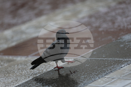 Благоевград - дъждовно време - ежедневие