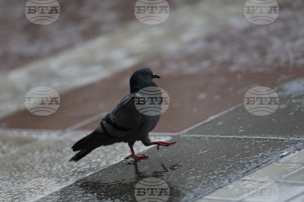 Благоевград - дъждовно време - ежедневие