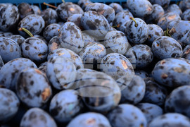 Село Лудогорци - сини сливи - реколта