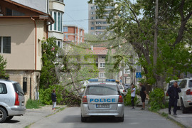 Хасково - вятър - паднало дърво