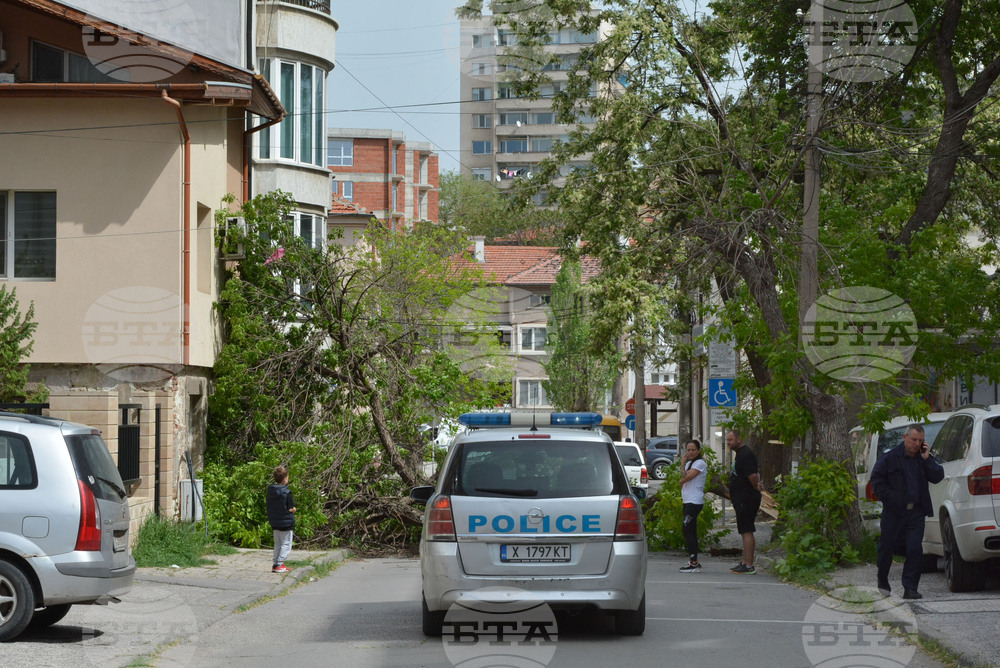 Хасково - вятър - паднало дърво