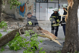 Хасково - вятър - паднало дърво