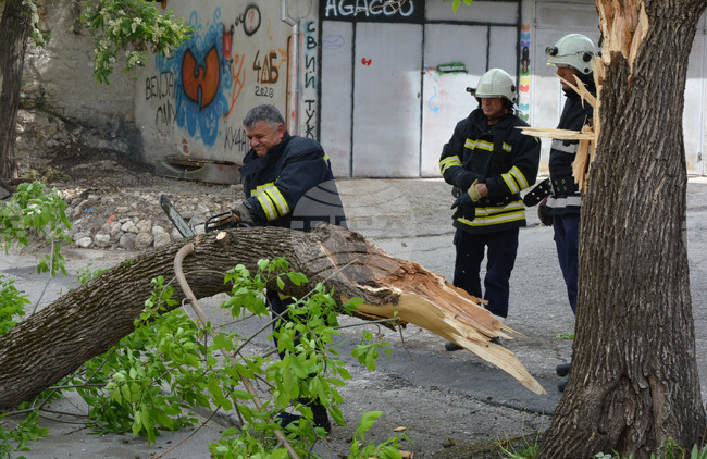 Хасково - вятър - паднало дърво