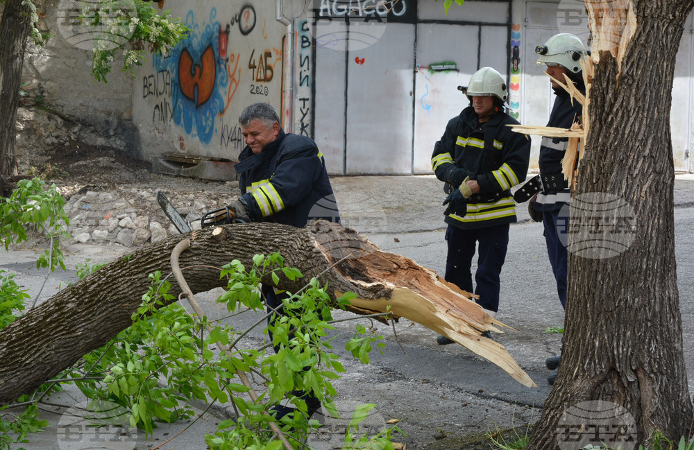 Хасково - вятър - паднало дърво