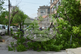 Хасково - вятър - паднало дърво