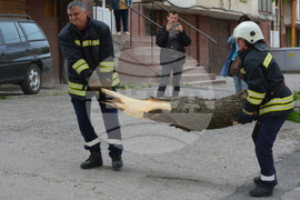 Хасково - вятър - паднало дърво