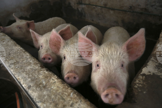 Огнище на африканска чума по свинете е установено в Албания