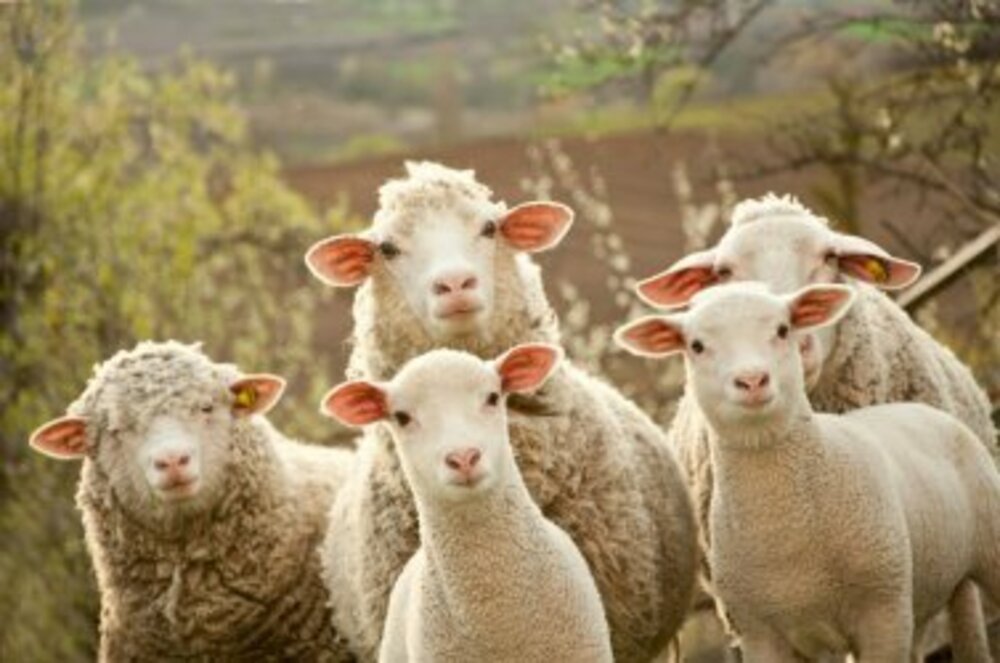 Agriculture Minister Gechev: Bulgaria Has a Rich Gene Pool of Animals that Must Be Protected