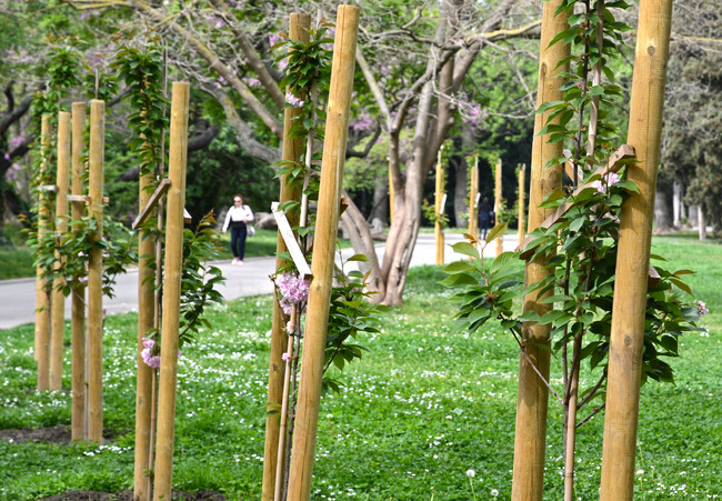 Община Варна: 20 нови японски вишни радват варненци в Морската градина 